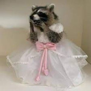 Meet your Posher, Fletcher